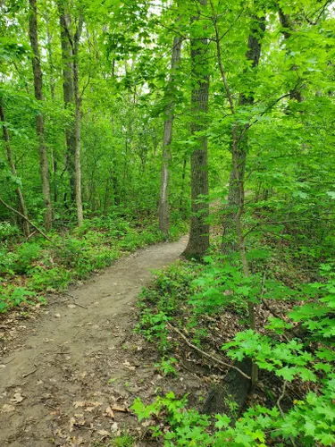 Best Forest Trails in Weston Bend State Park | AllTrails