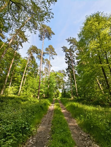 Ehrenmal in den Heidbergen und Waldweg