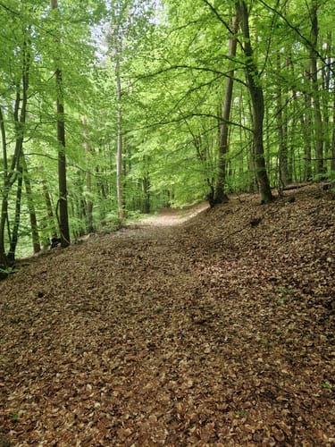 Zur Viktoriaquelle über Schleifberg