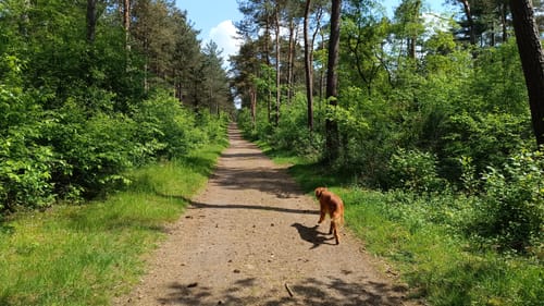 Östliche Haard Rundweg
