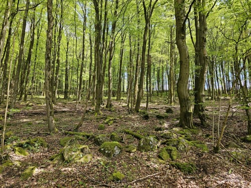 Rothaarsteig-Spur Breitscheider Höhlentour