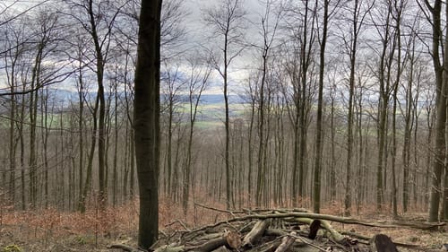 L2 Rundwanderweg Lauenau Nr. 2