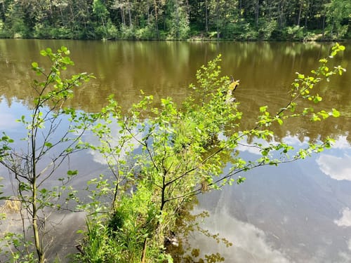 Durchs Naturschutzgebiet Weichselbrunner Weiher und Trockenkieferwald