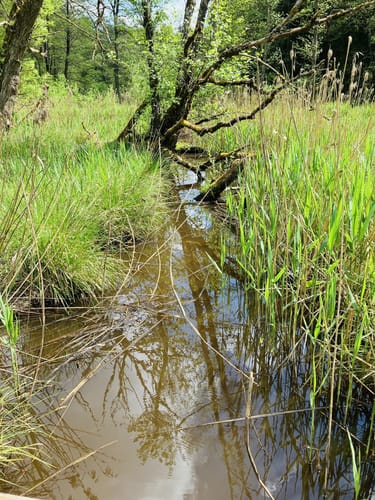 Durchs Naturschutzgebiet Weichselbrunner Weiher und Trockenkieferwald