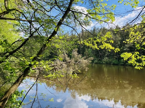 Durchs Naturschutzgebiet Weichselbrunner Weiher und Trockenkieferwald