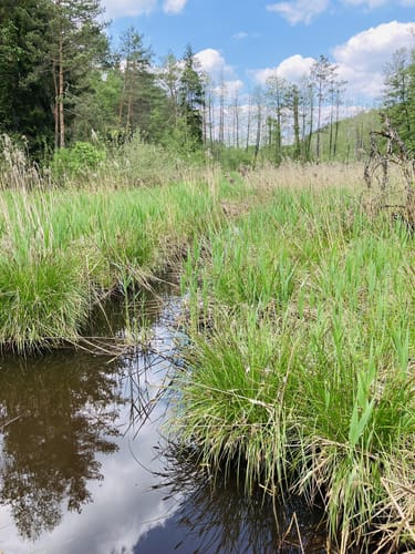 Durchs Naturschutzgebiet Weichselbrunner Weiher und Trockenkieferwald