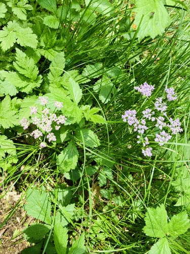 Durchs Naturschutzgebiet Weichselbrunner Weiher und Trockenkieferwald