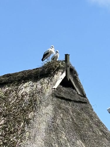 Ilmenau zwischen Fahrenholz und Oldershausen