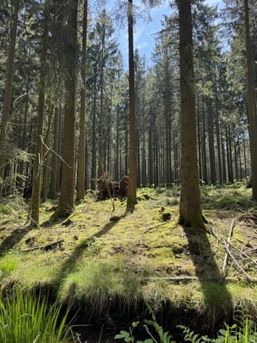 Von Roetgen auf dem Roten Weg