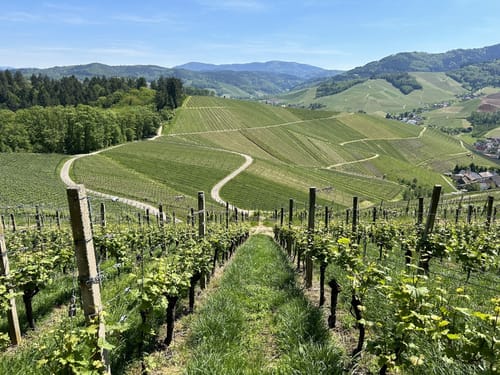 Von Rammersweier über den Schlossberg