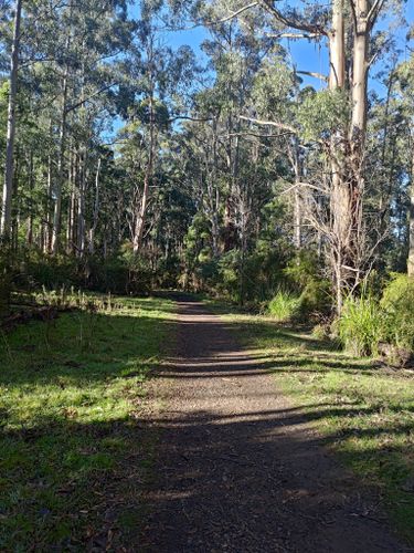 10 Best hikes and trails in Dandenong Ranges National Park AllTrails