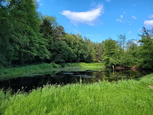 Durch die Lohmarer Heide