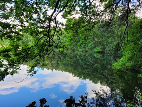 Durch die Lohmarer Heide