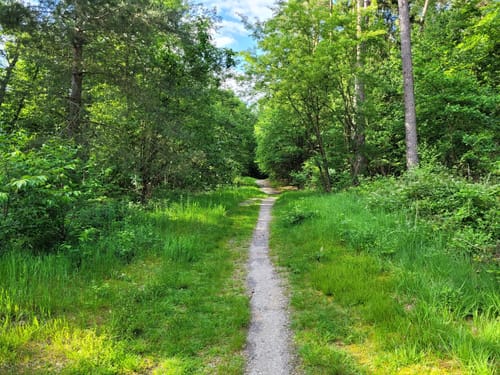 Durch die Lohmarer Heide