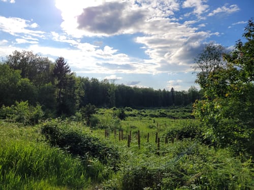 Durch die Lohmarer Heide