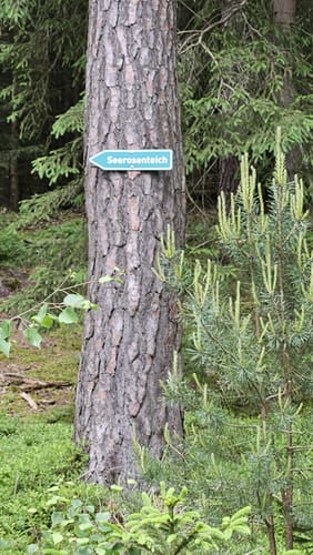 Seerosenteich - Ronnerberg Rundweg