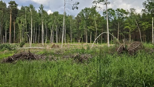 Seerosenteich - Ronnerberg Rundweg