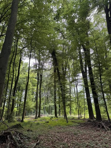 Oldinghausen - Ebmeiers Teiche - Asbeketal