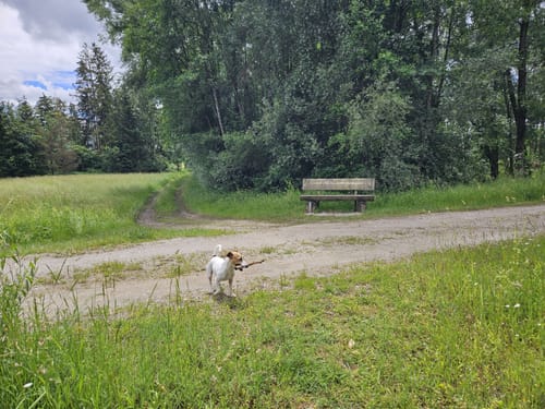 Amper zwischen Moosburg und Inkofen