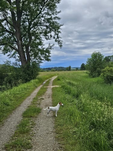 Amper zwischen Moosburg und Inkofen