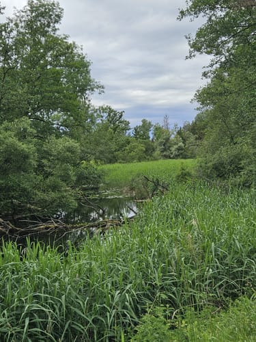 Amper zwischen Moosburg und Inkofen