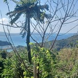 Jawbone Ridge Loop, Okinawa, Japan - 232 Reviews, Map | AllTrails