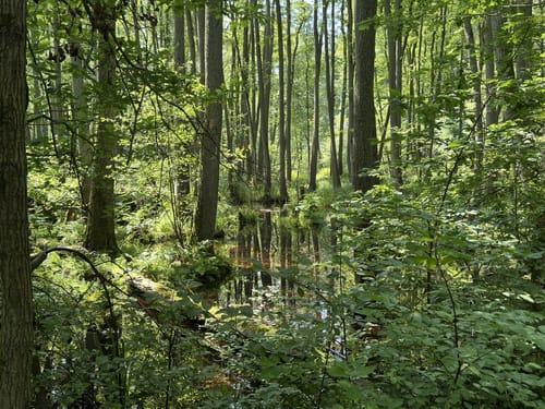 Spur der Zaubersteine