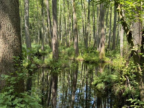 Spur der Zaubersteine