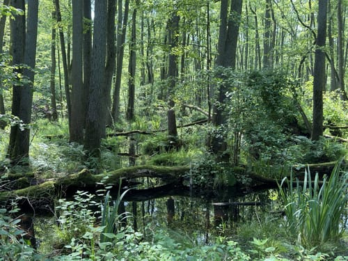 Spur der Zaubersteine