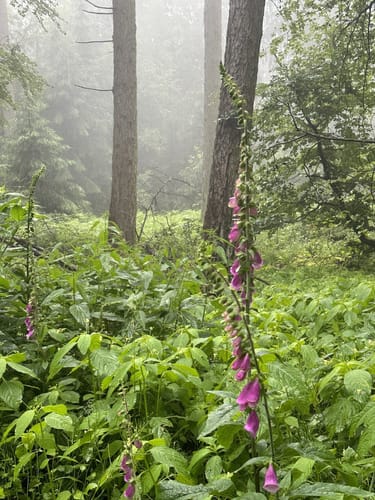 Rundwanderweg Im Höchsten 5: Bildhütten-Weg