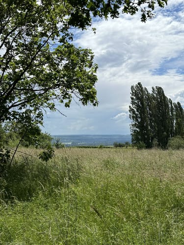 Rauenthaler Spange (Premiumwanderweg)
