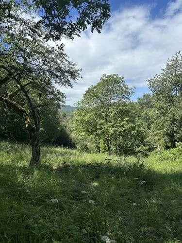 Rauenthaler Spange (Premiumwanderweg)