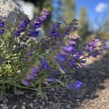 Angora Lakes Trail, California - 597 Reviews, Map | AllTrails