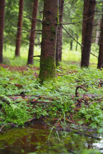 Durach: Rund um den Bodelsberg