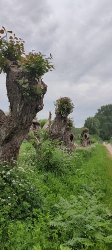 Rund um Tarnewitz