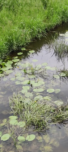 Rund um Tarnewitz