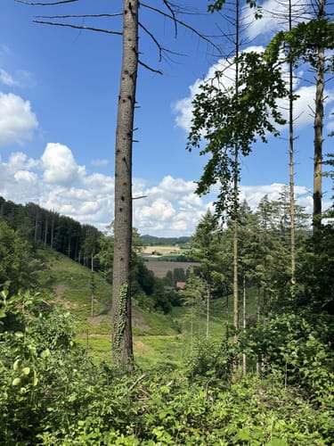 Bad Iburg und Lienenerberg Rundweg im Teutoburger Wald