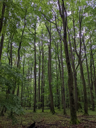 Bummelkuppenweg (lang)