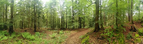 Durch den Wald bei Calw