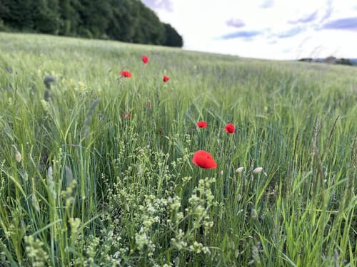 Runde bei Reichenbach