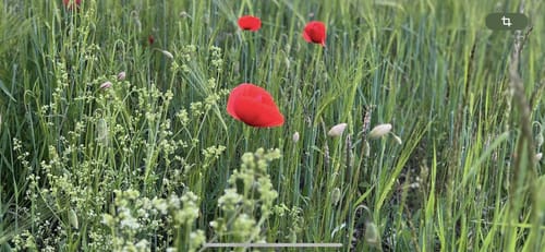 An der Blinden Rot