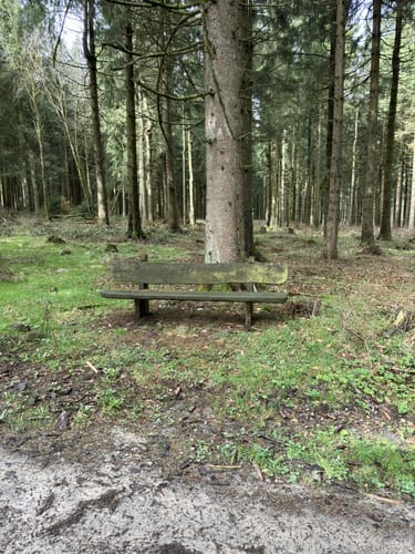 Hoher Meißner P1 (Premiumwanderweg)