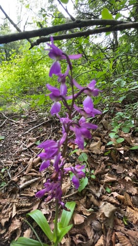 Löwenpfad Orchideenpfad