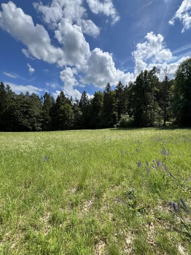 Zauberwald-Orchideen-Weg