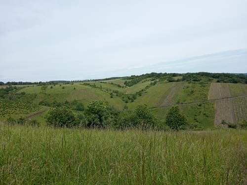 Klüsserather Sagenweg (Moselsteig Seitensprung)