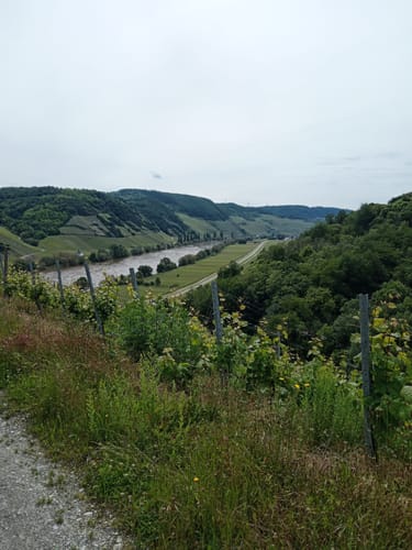 Klüsserather Sagenweg (Moselsteig Seitensprung)