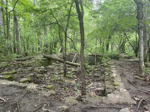 SukeGrassRoots　FOREST