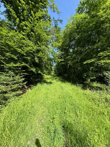 Banzer Wald - Kloster Banz - Banzberg