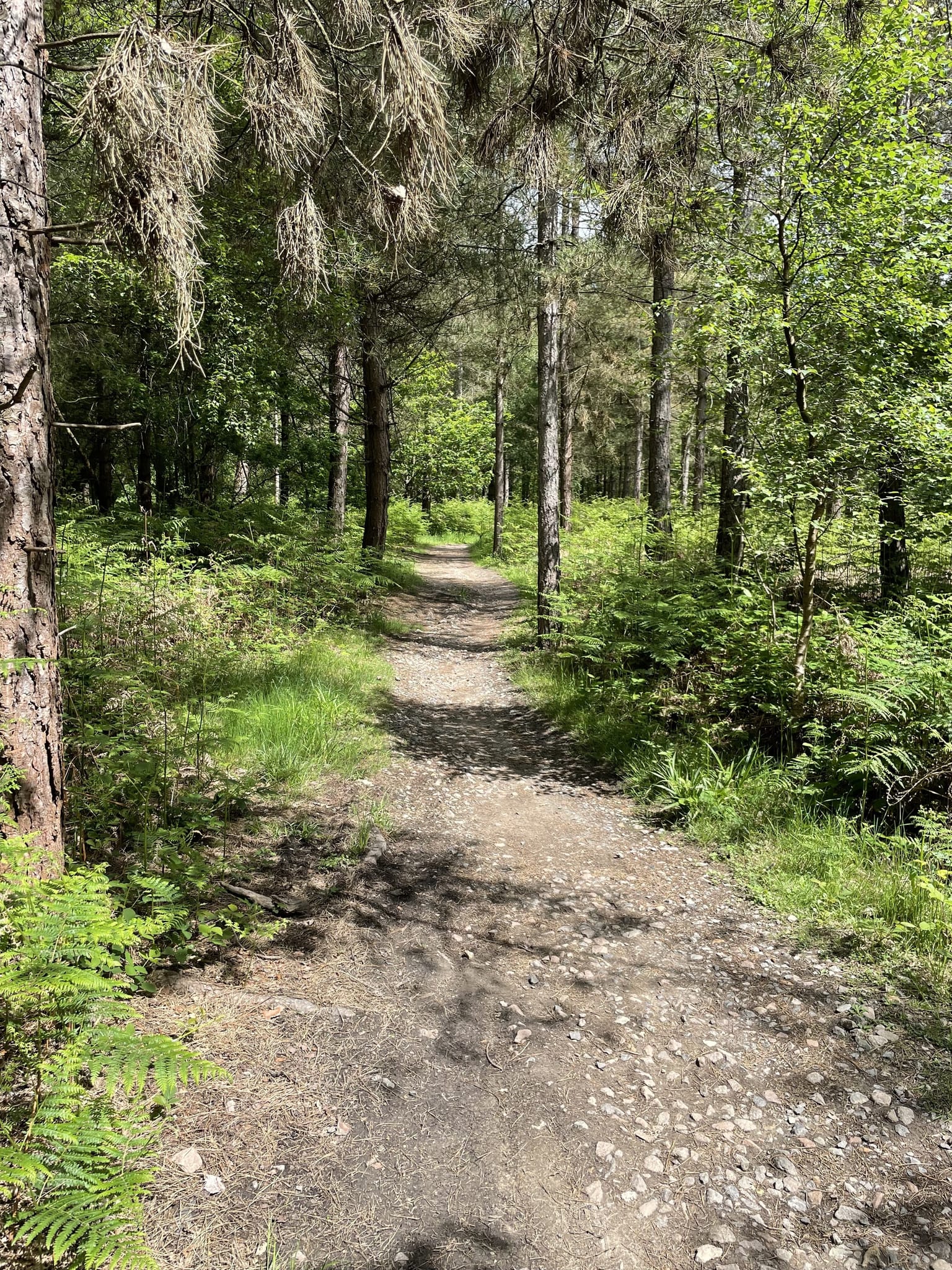 Bedgebury forest mtb hotsell