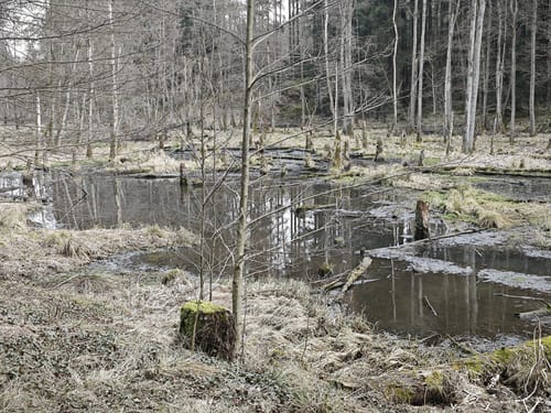 Jägersteig und Hubertussteig